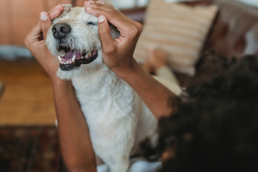 there are multiple ways you can help reduce the stress levels of your dog