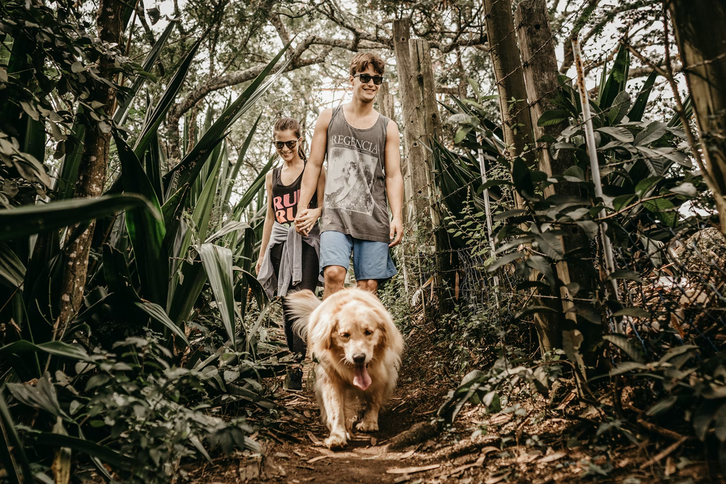 big golden retriever on a walk in the woods with parents