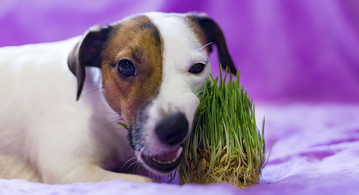 Vegan dog eating grass