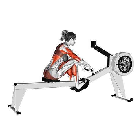 What muscles do rowing machines work?
