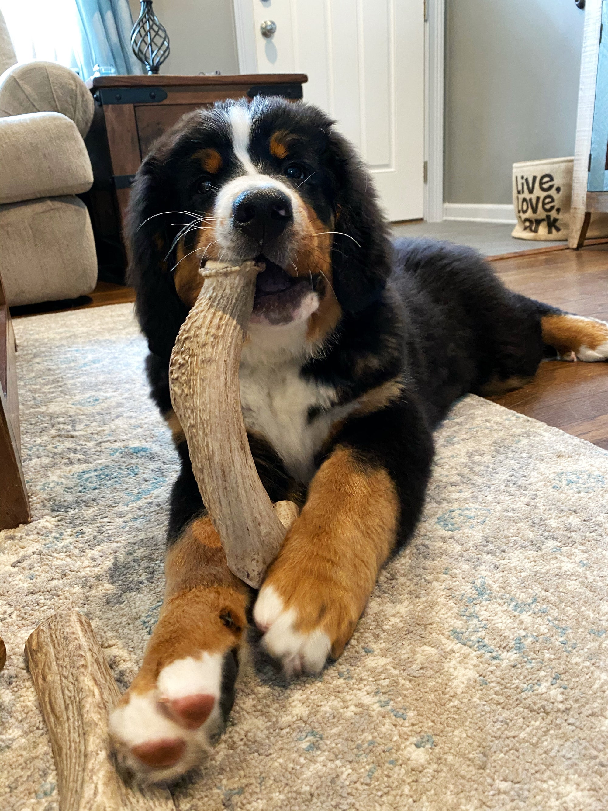 can dogs digest deer antlers