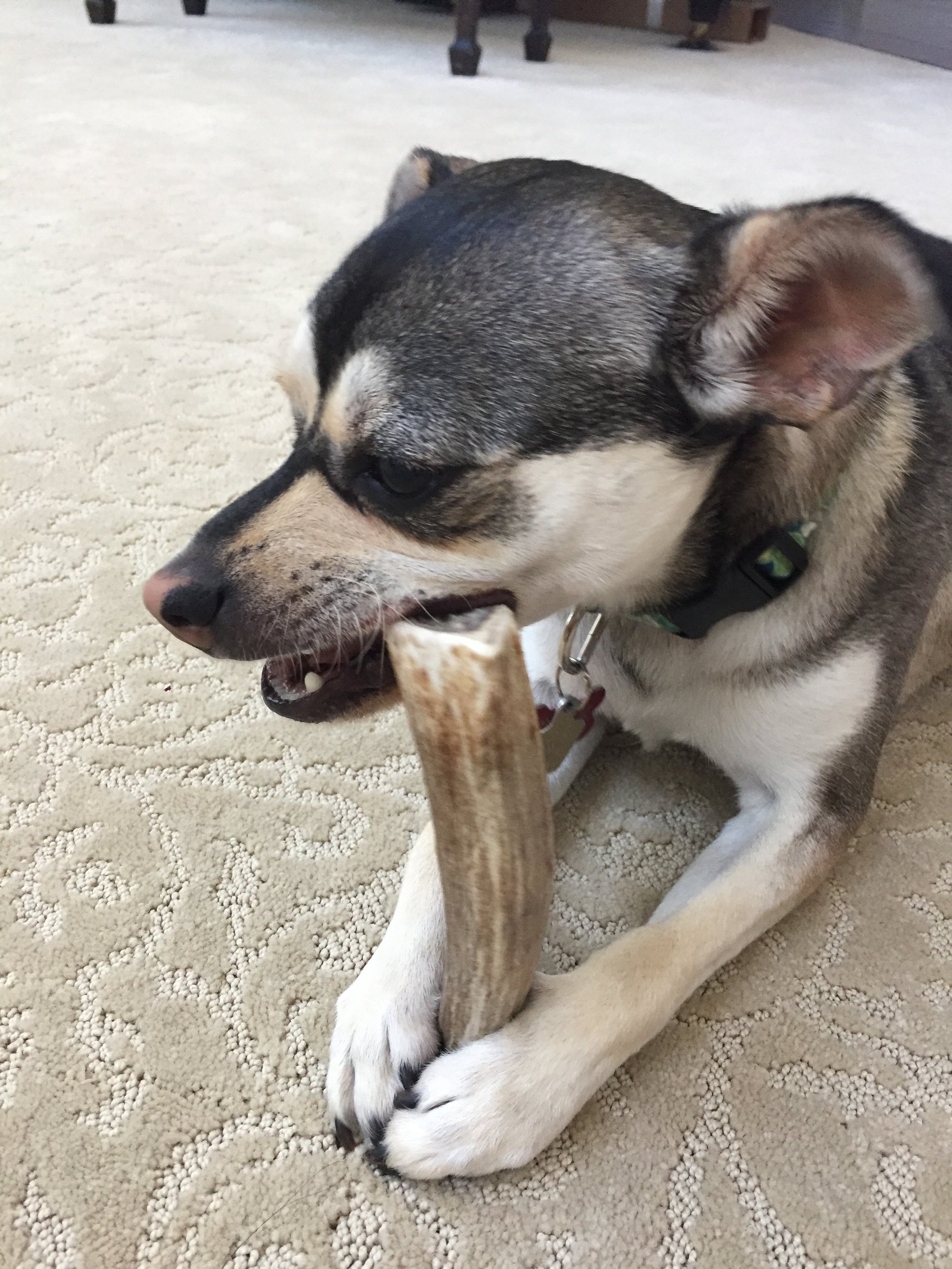 deer antler dog chew