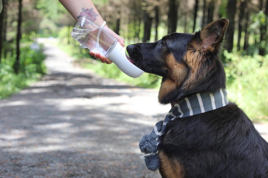 thirsty dog bottle