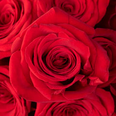 red roses meaning