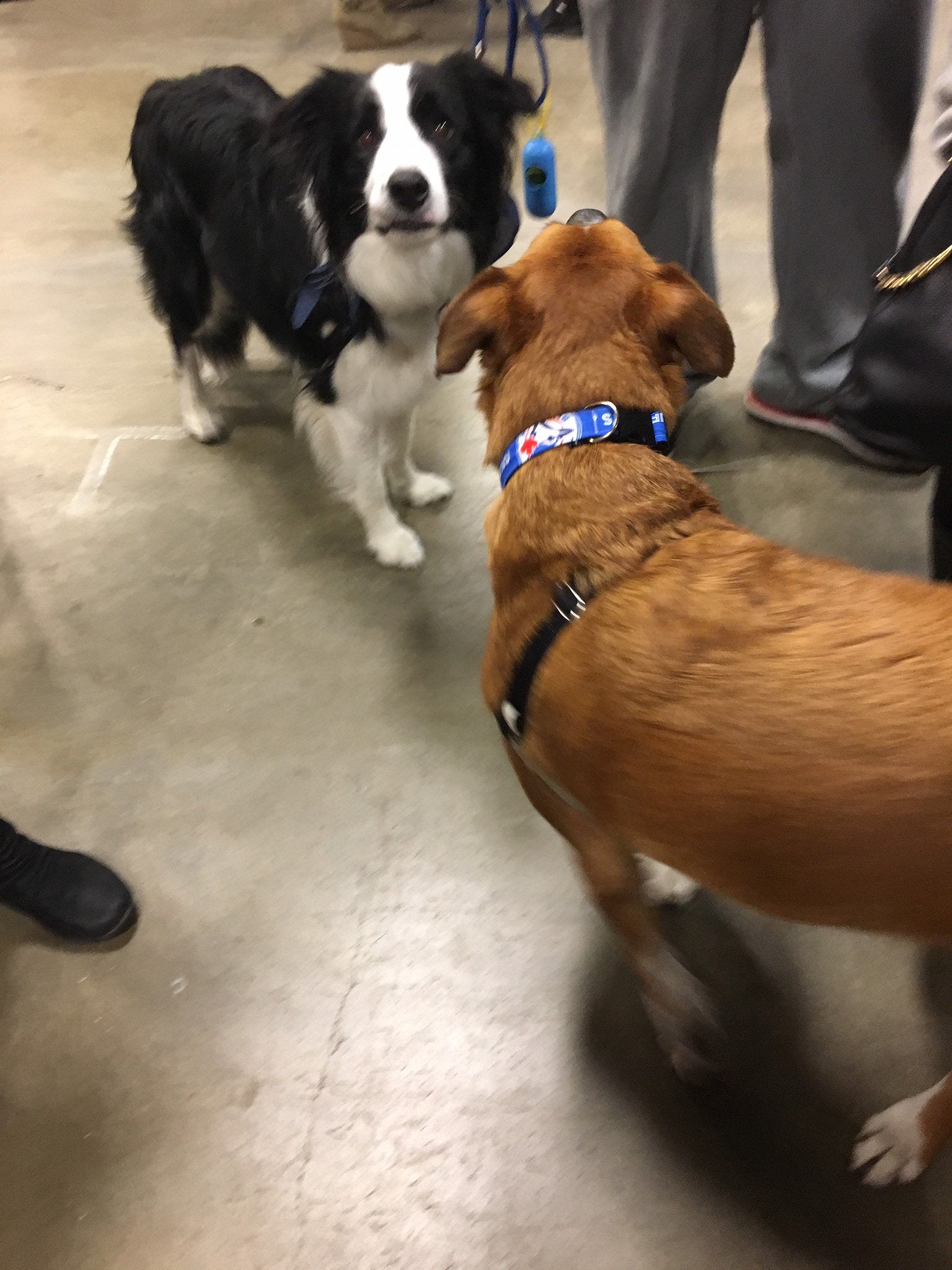 blue jays dog collar