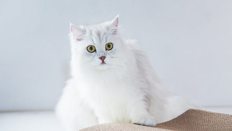 Oblik Shallow - Ergonomic Anti-Whisker Fatigue/Whisker Stress Cat Food Bowl - 1