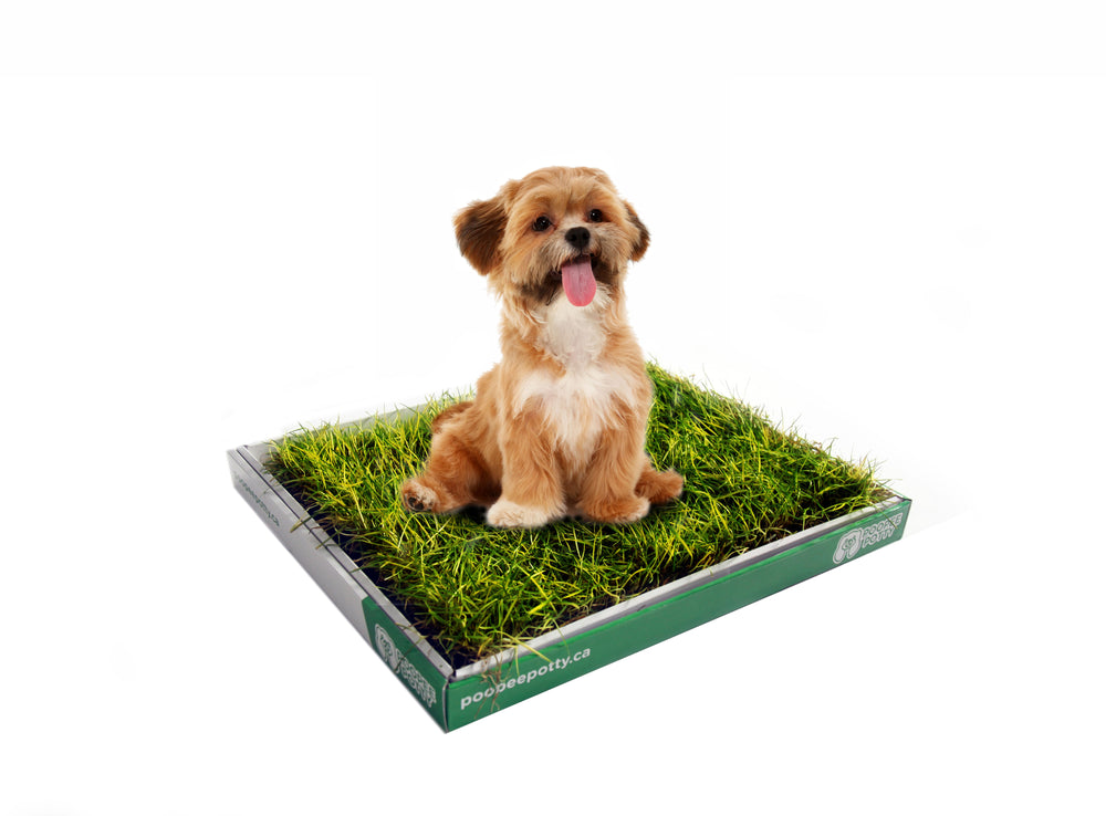 dog grass patch canada