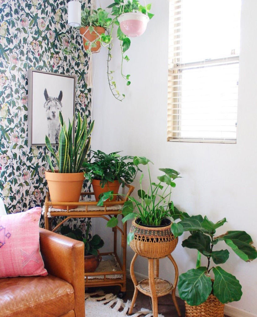 Indoor plants interior design