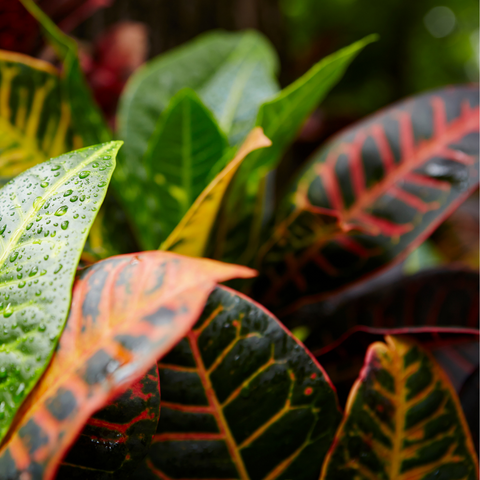 Multi-coloured plant home decoration