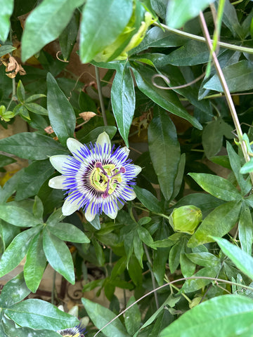 Passionflower