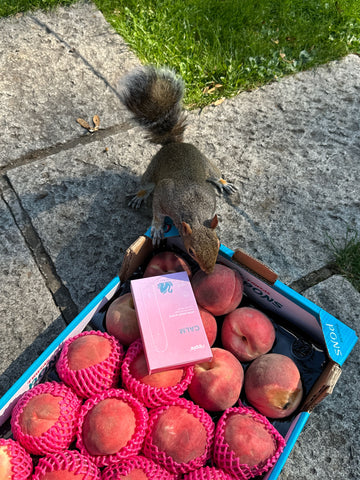 squirrel peaches pink