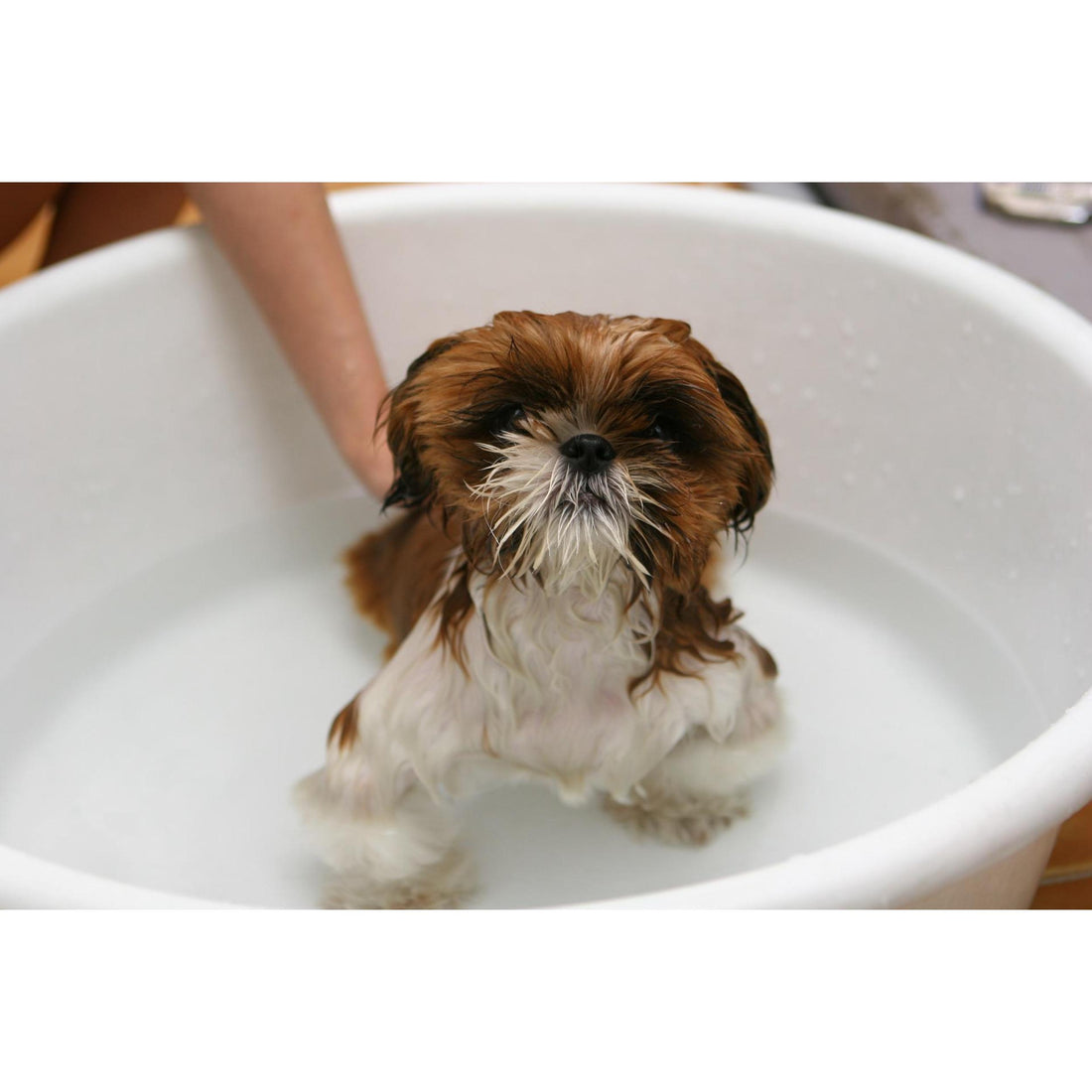 how often should i bathe a puppy