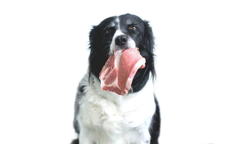 what protein does a dog need