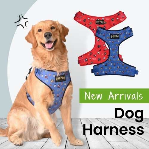 Collars & Leashes For Dogs and Puppies