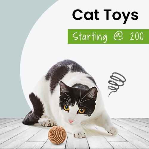 Cat Toys For Kittens