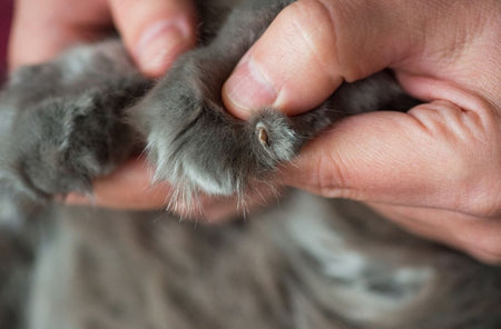 How to clip and clean Sphynx Cat nails. on Vimeo