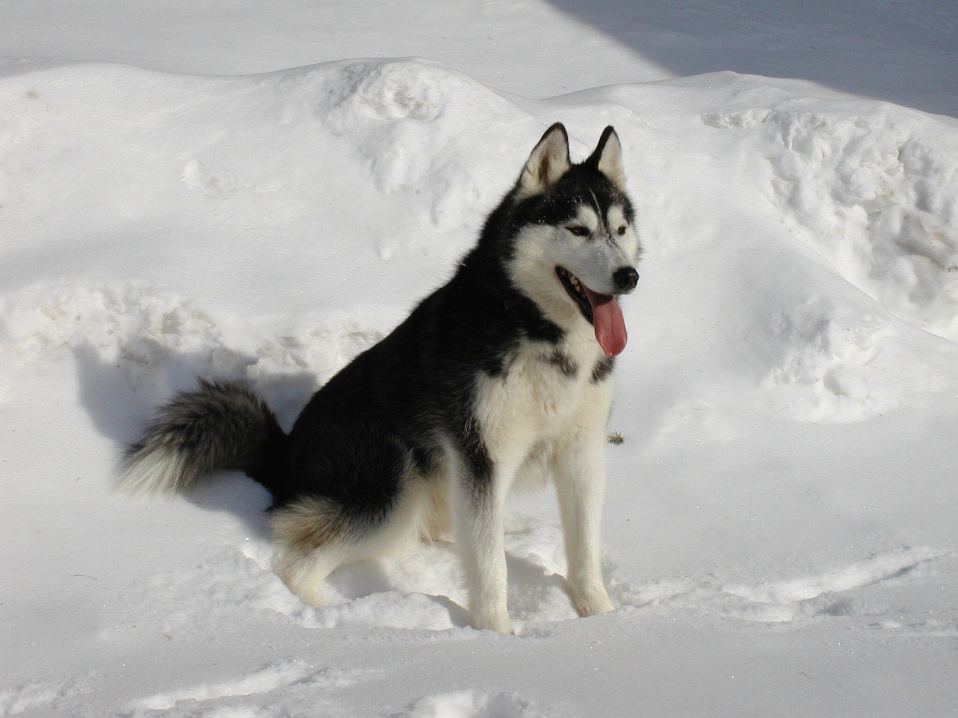 can i keep a siberian husky in india