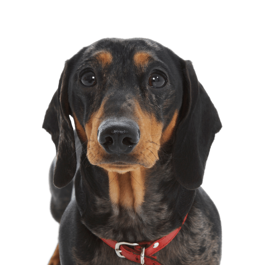 Collars & Leashes For Dogs and Puppies