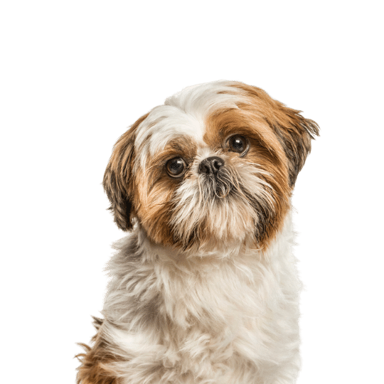 Dog Flea and Tick