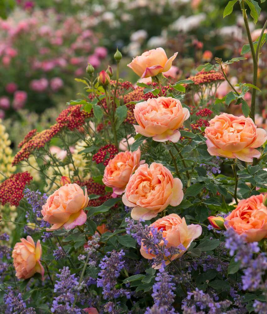 English Roses from David Austin Roses | Bare Root & Potted Plants