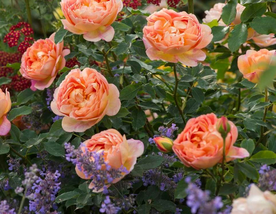 English Roses from David Austin Roses | Bare Root & Potted Plants