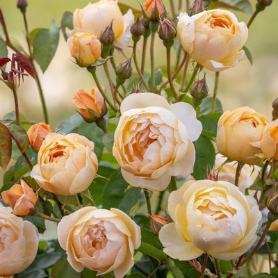 What to Grow with Roses  BBC Gardeners World Magazine