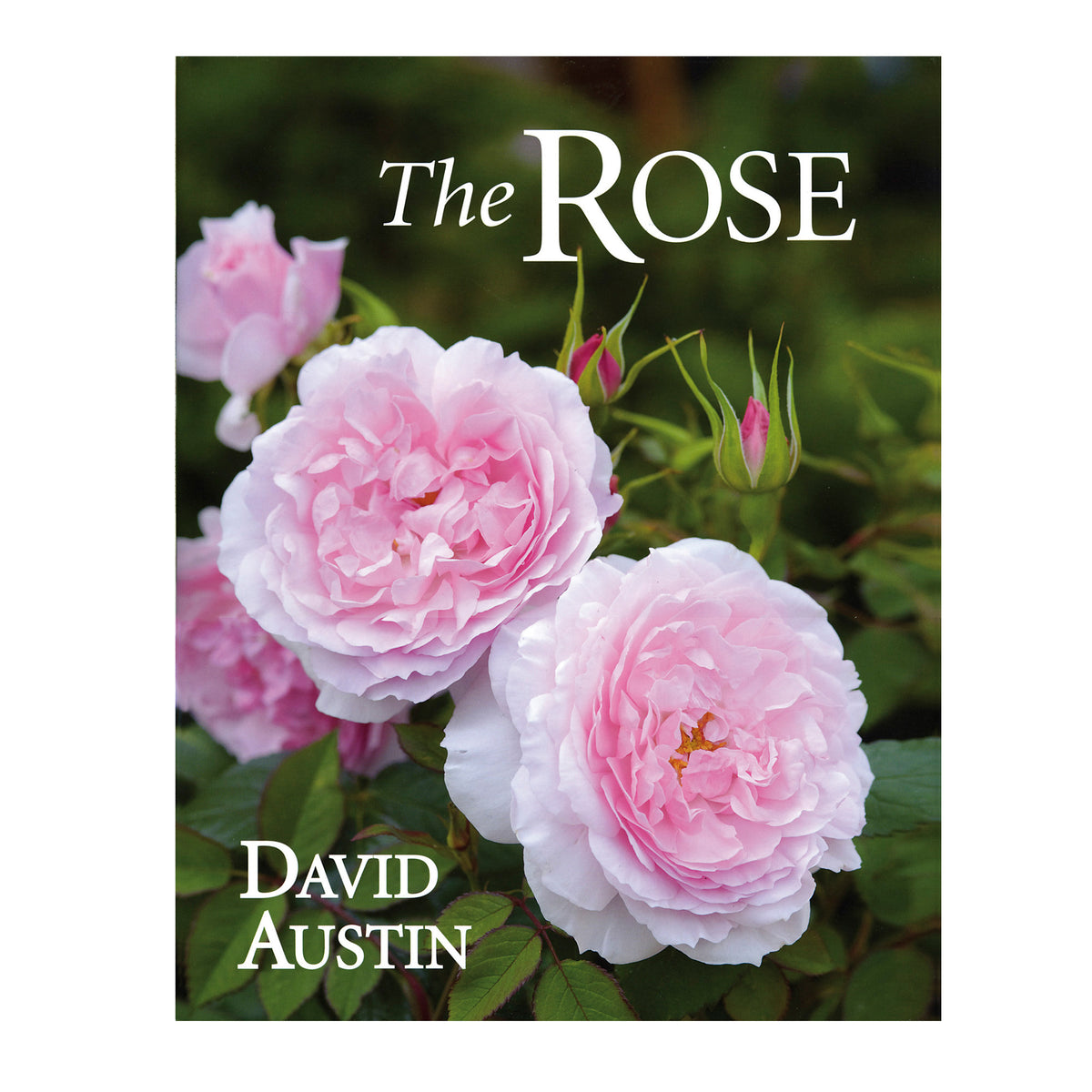 67 List American Rose Book from Famous authors
