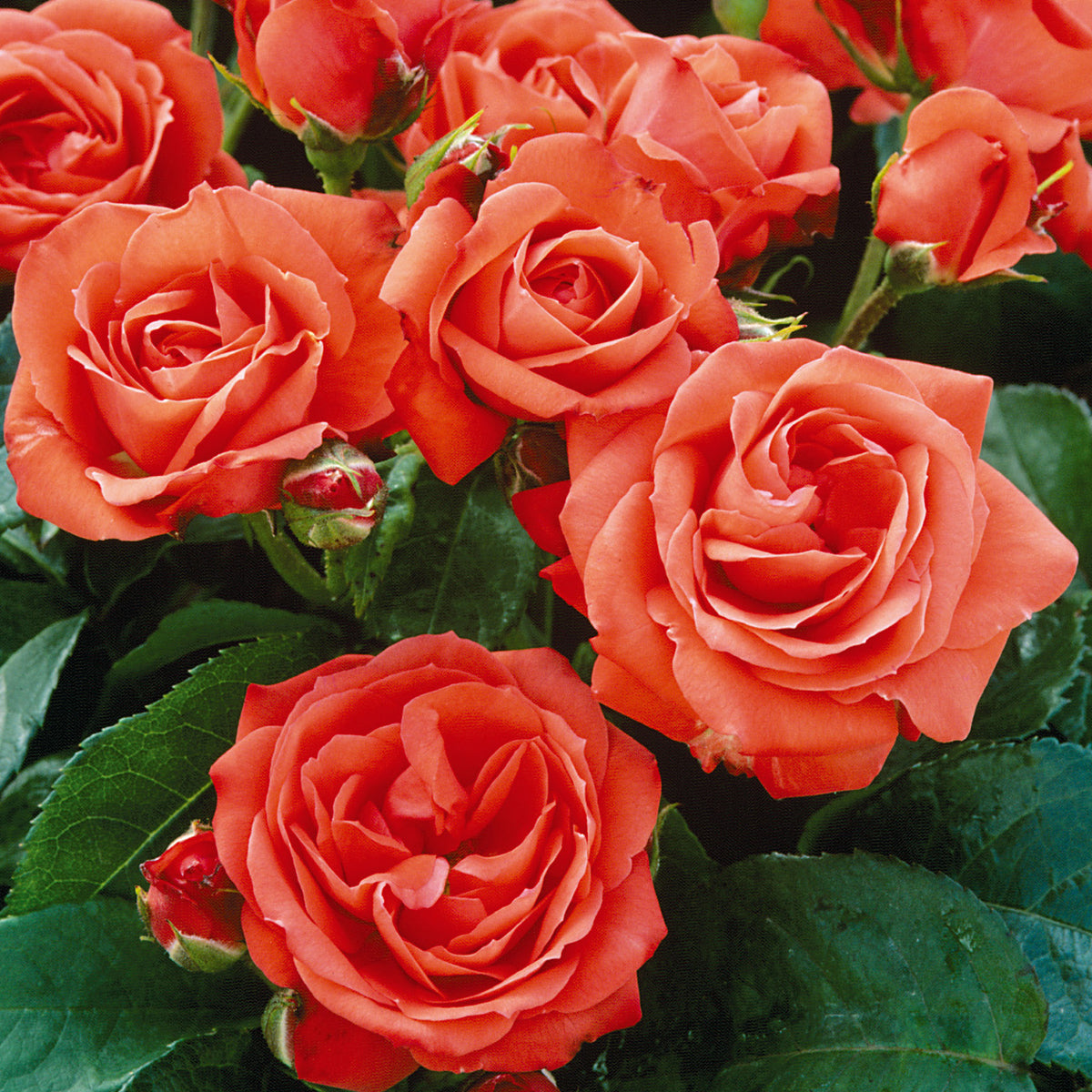 Orange Sensation Floribunda David Austin Roses