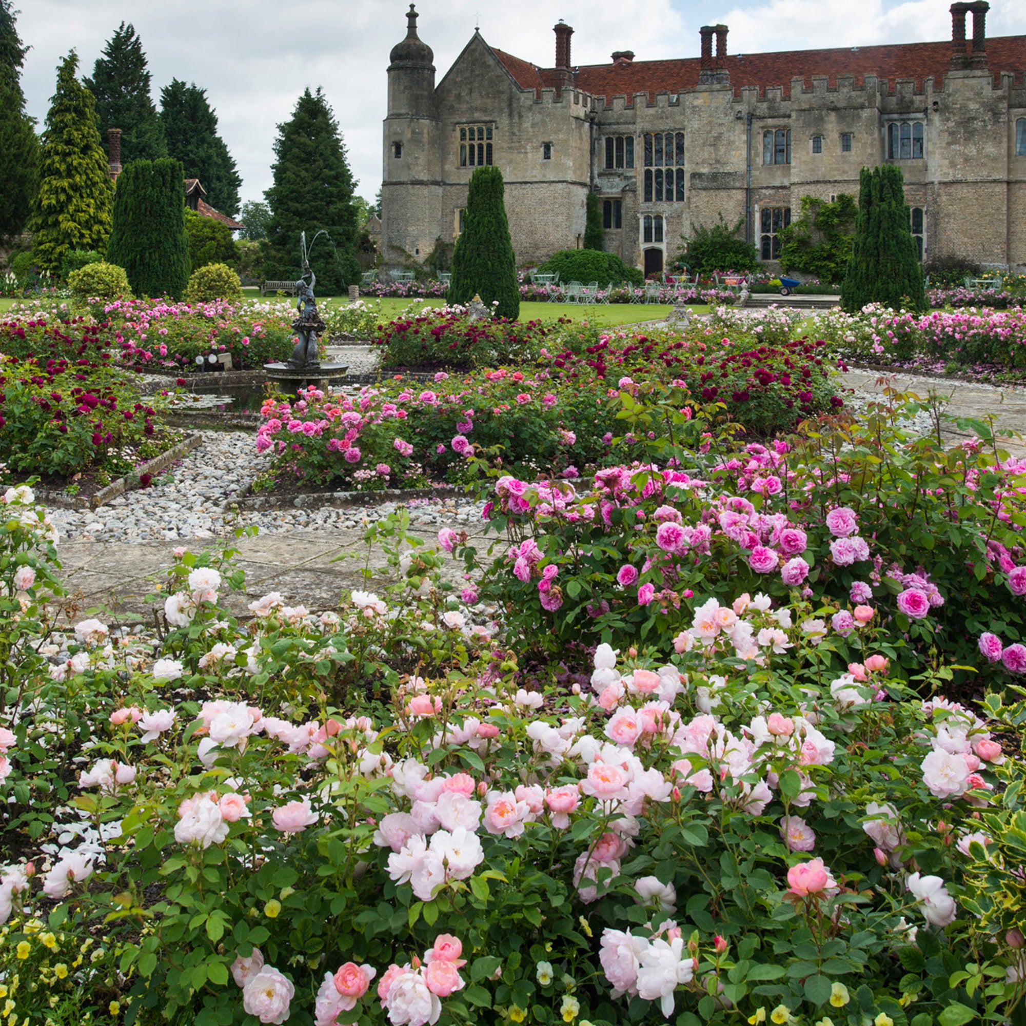 Roses for Hips  BBC Gardeners World Magazine