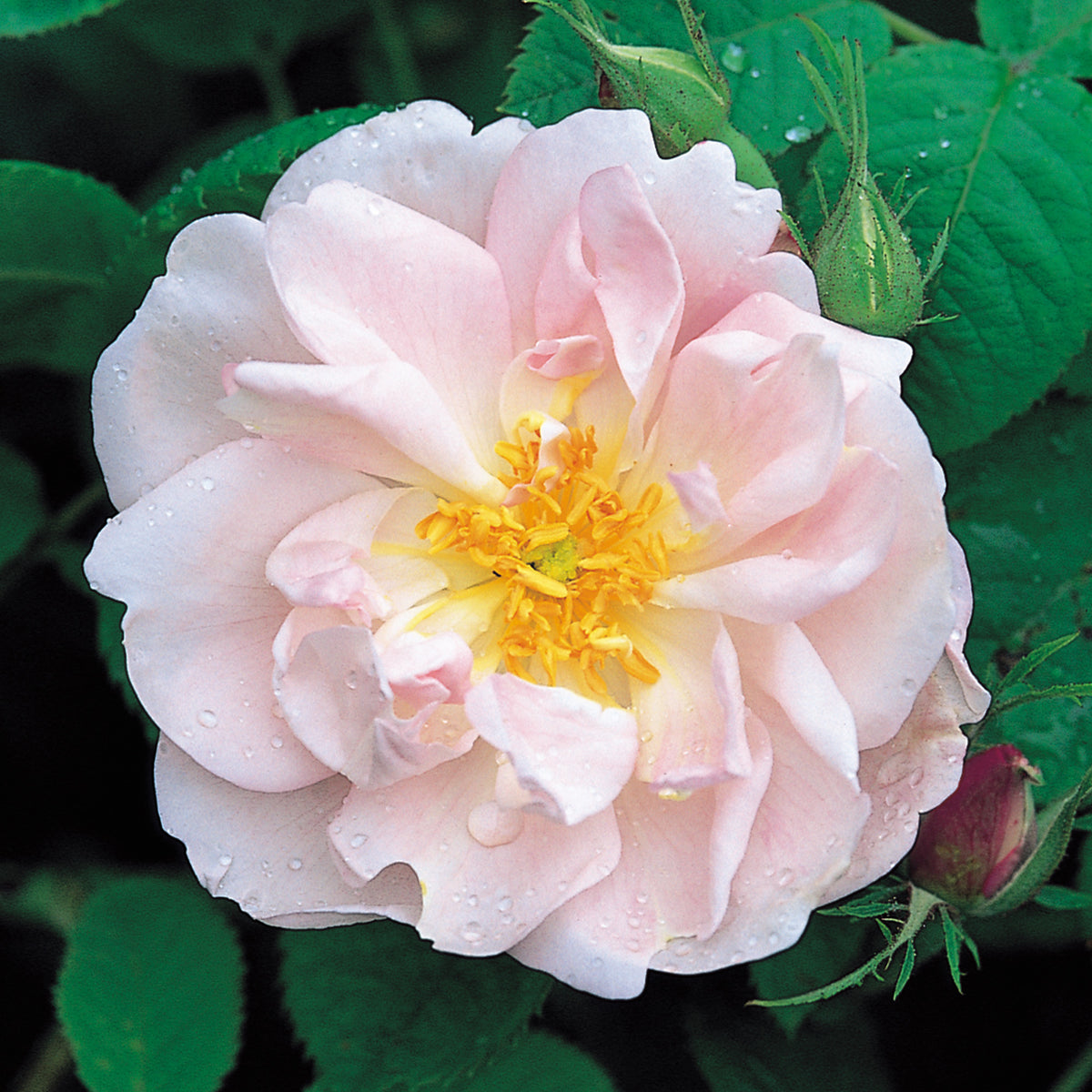 download free lancaster and york roses