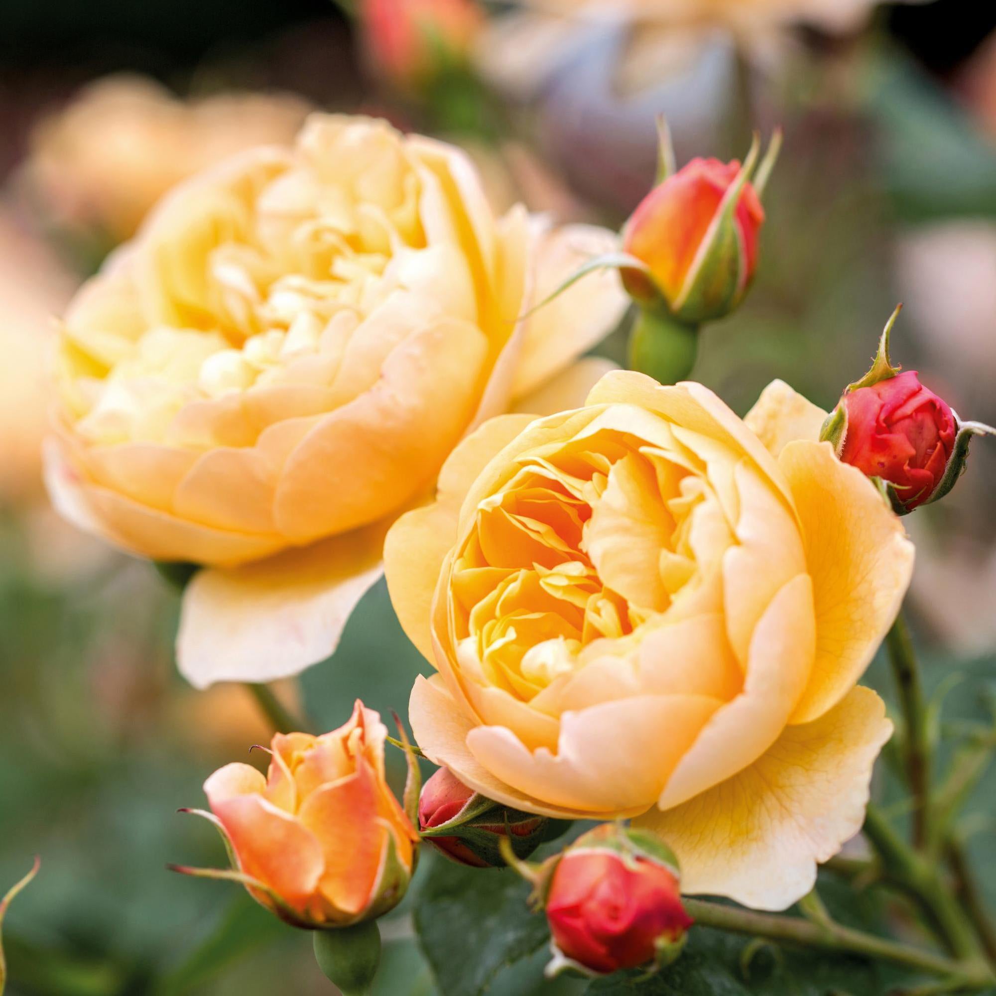 Roses for Hips  BBC Gardeners World Magazine