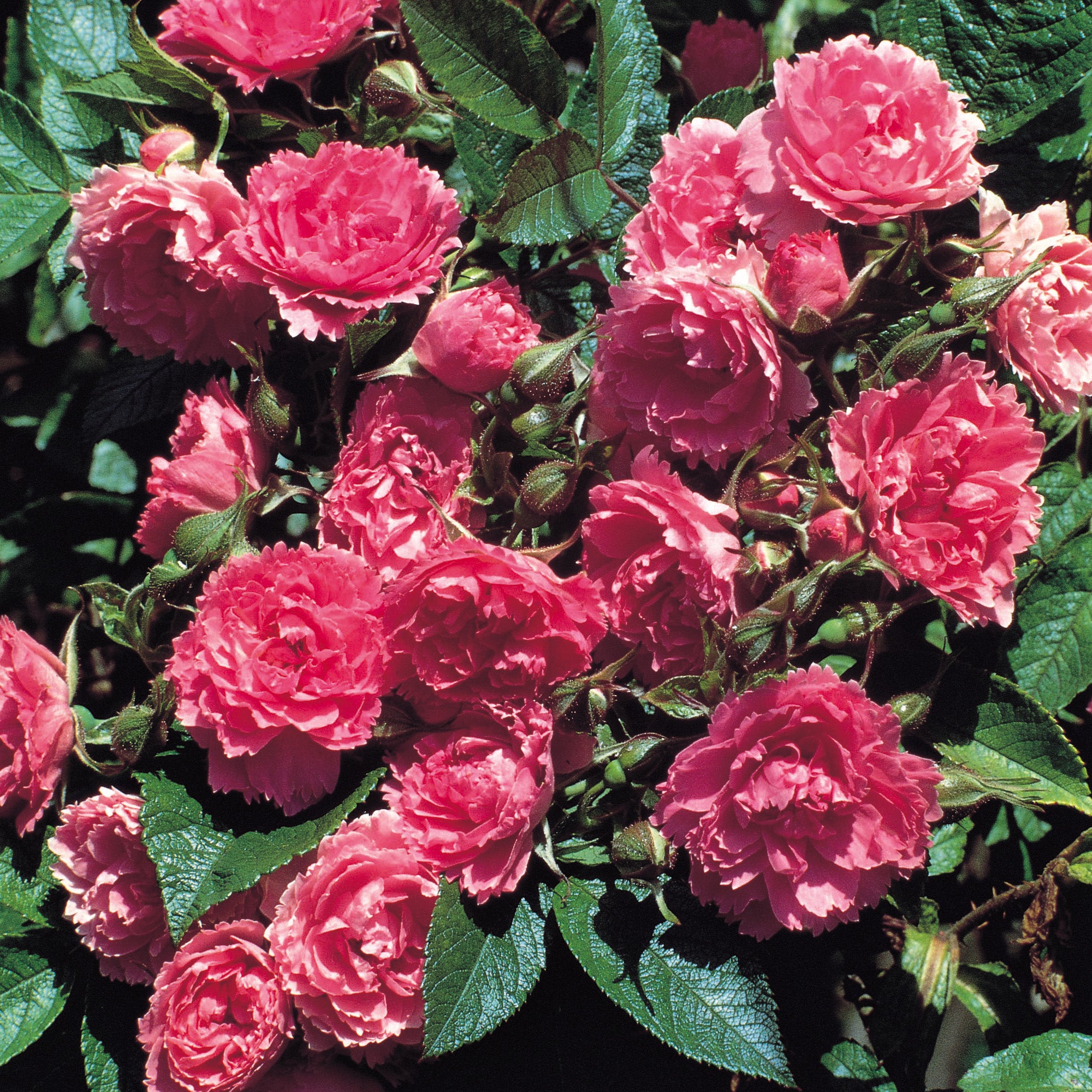 Флорибунда розы описание и особенности