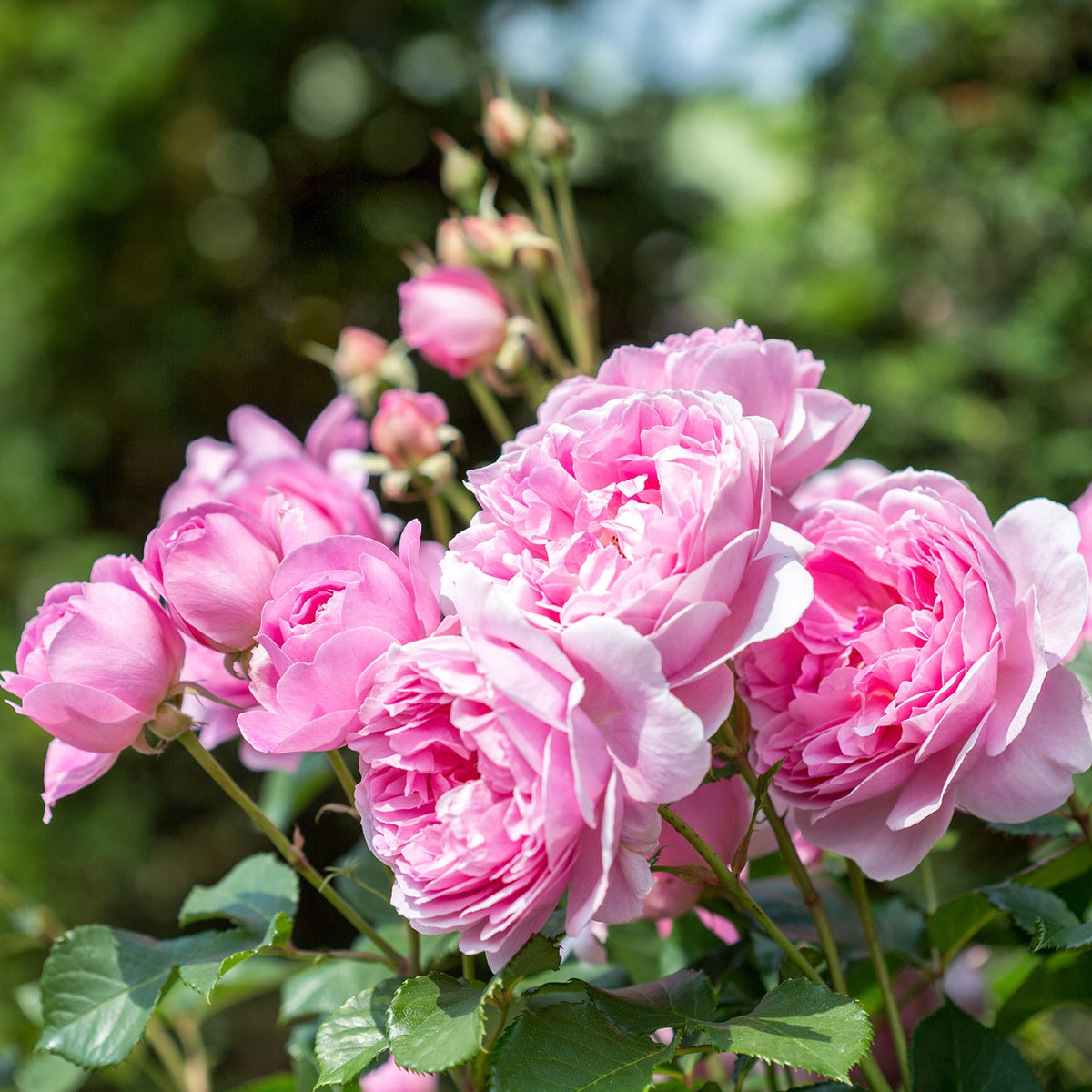 Sir Walter Raleigh роза