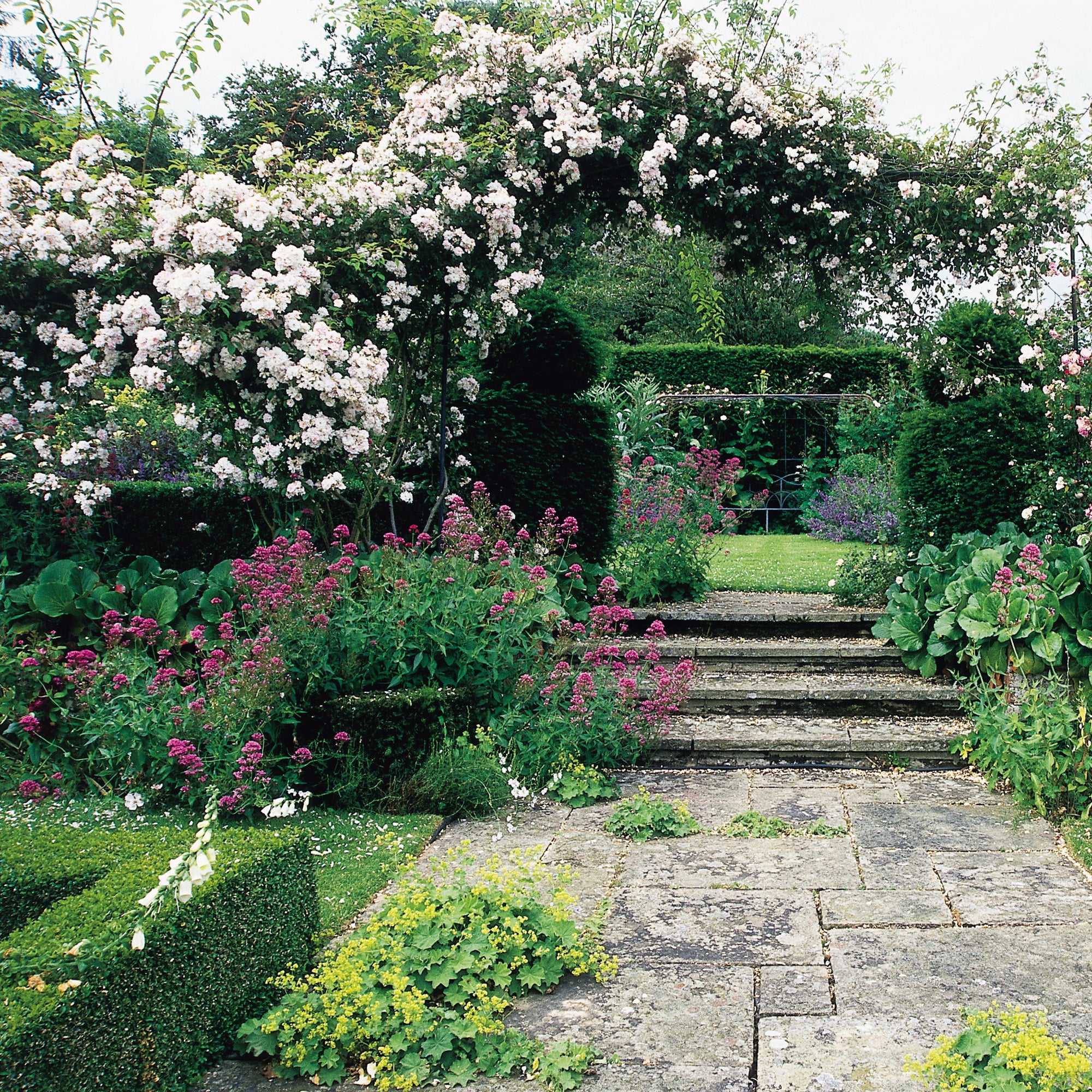 Paul’s Himalayan Musk | Rambling Rose | David Austin Roses