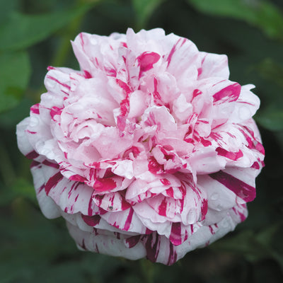 Wholesale Flowers, Red and White Variegated Carnations