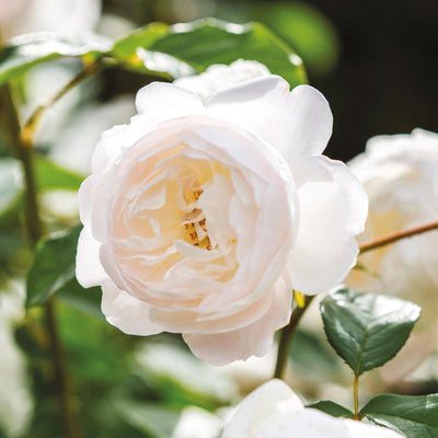 Blush Noisette Rose - Noisettes - Moderately Fragrant – Heirloom Roses