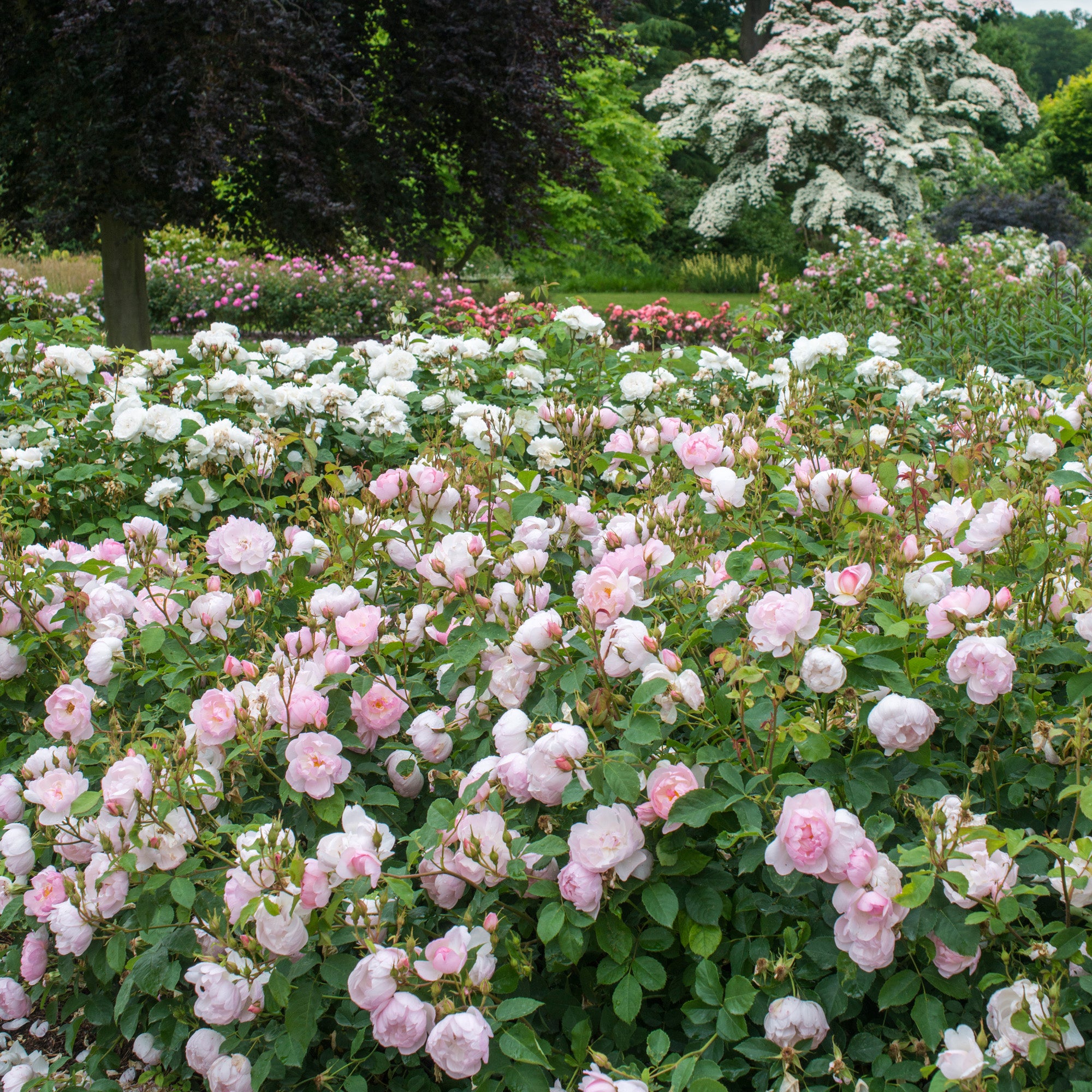 Roses for Hips  BBC Gardeners World Magazine