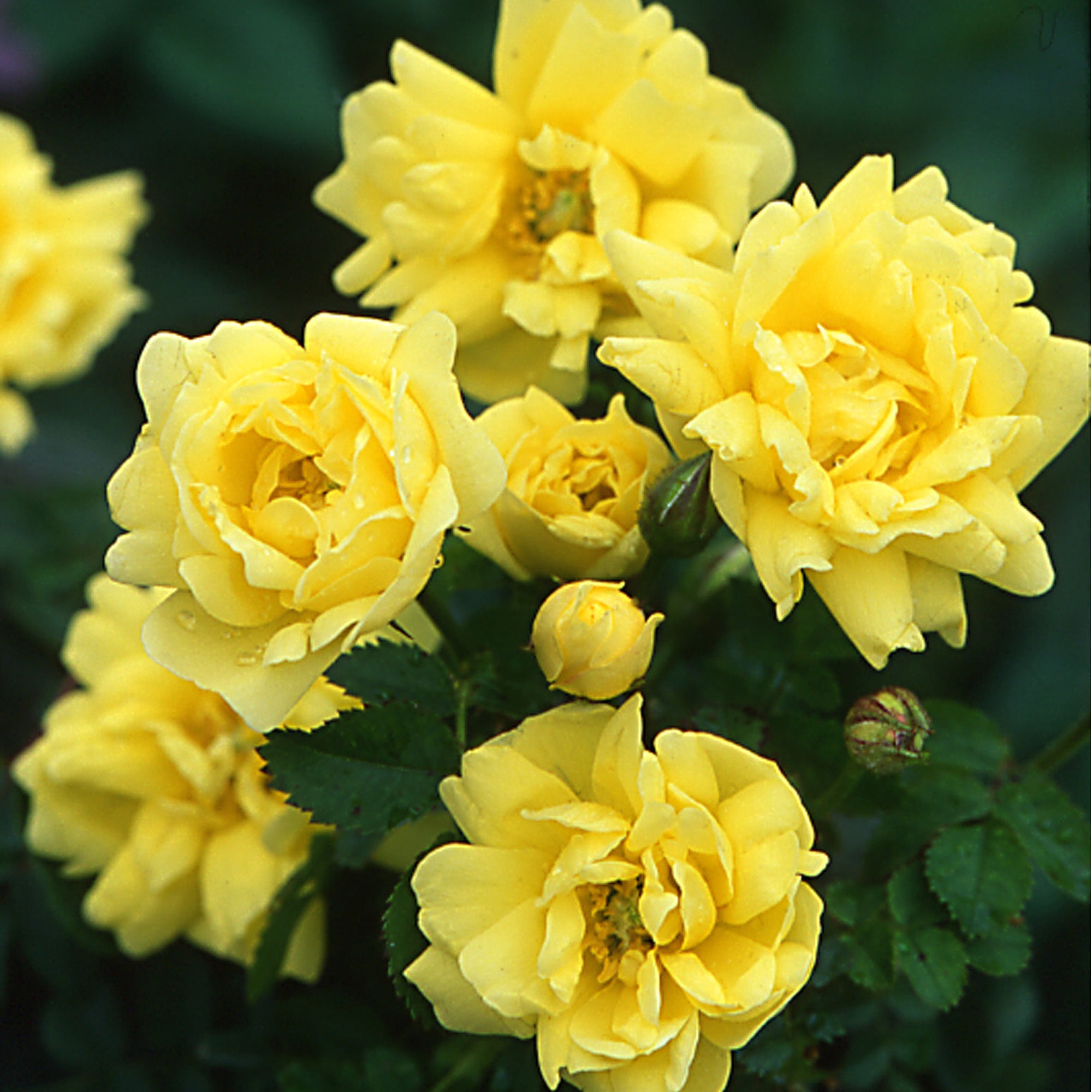 R. spin. ‘Williams’ Double Yellow’ | Wild Rose | David Austin Roses