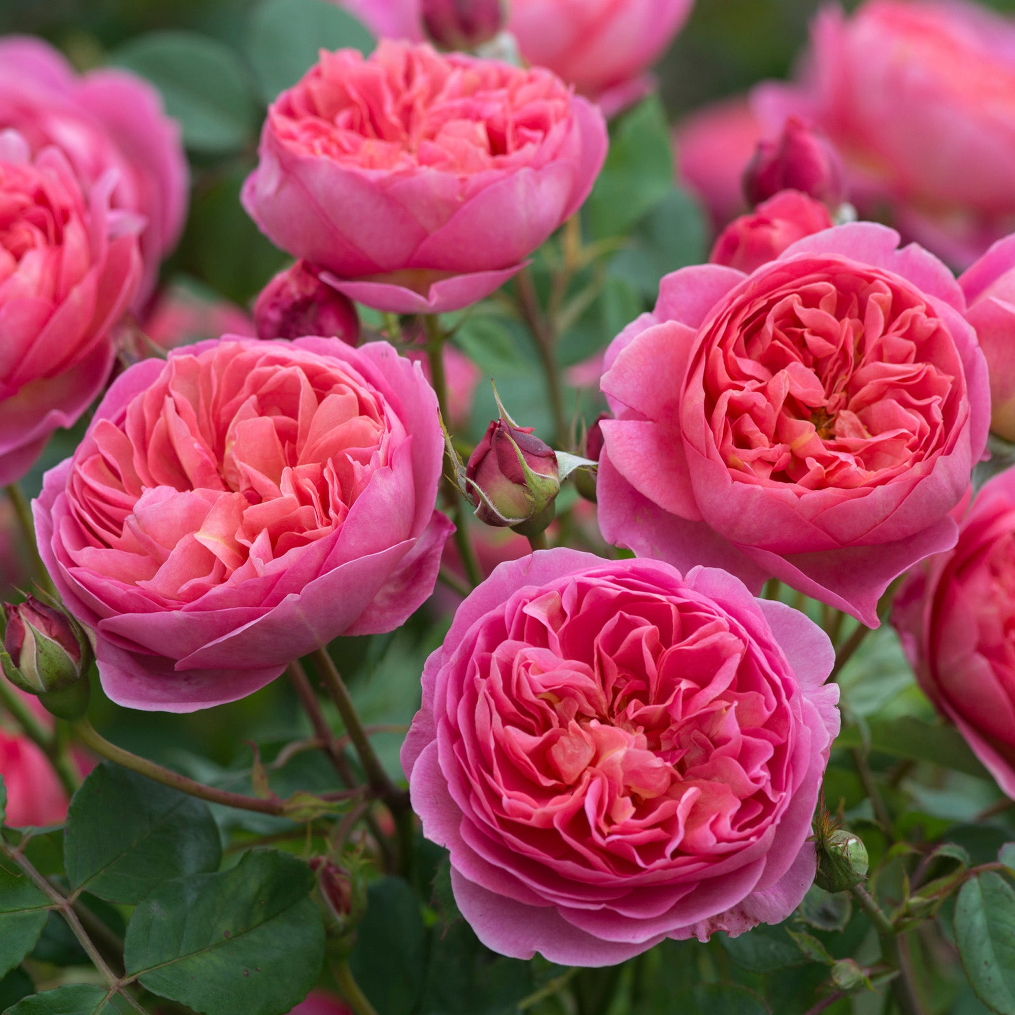 Boscobel | English Standard Rose | David Austin Roses
