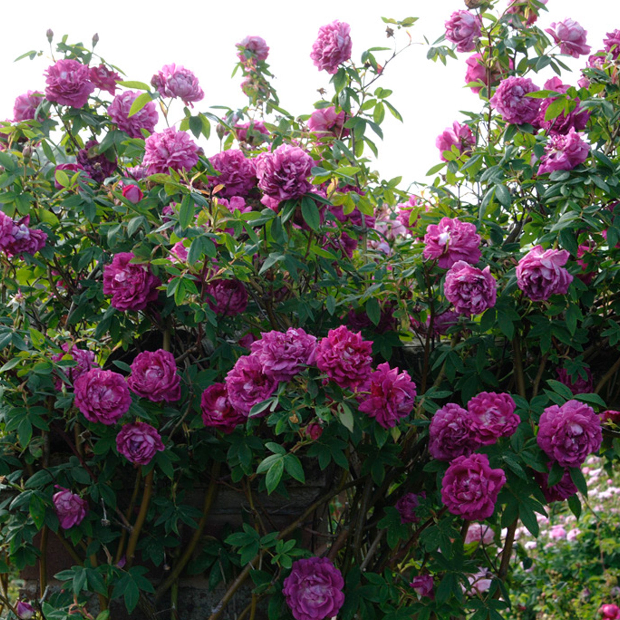 Amadis | Rambling Rose | David Austin Roses