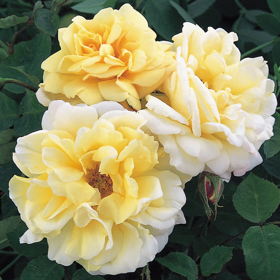 Easlea's Golden Rambler  Rambling Rose  David Austin Roses