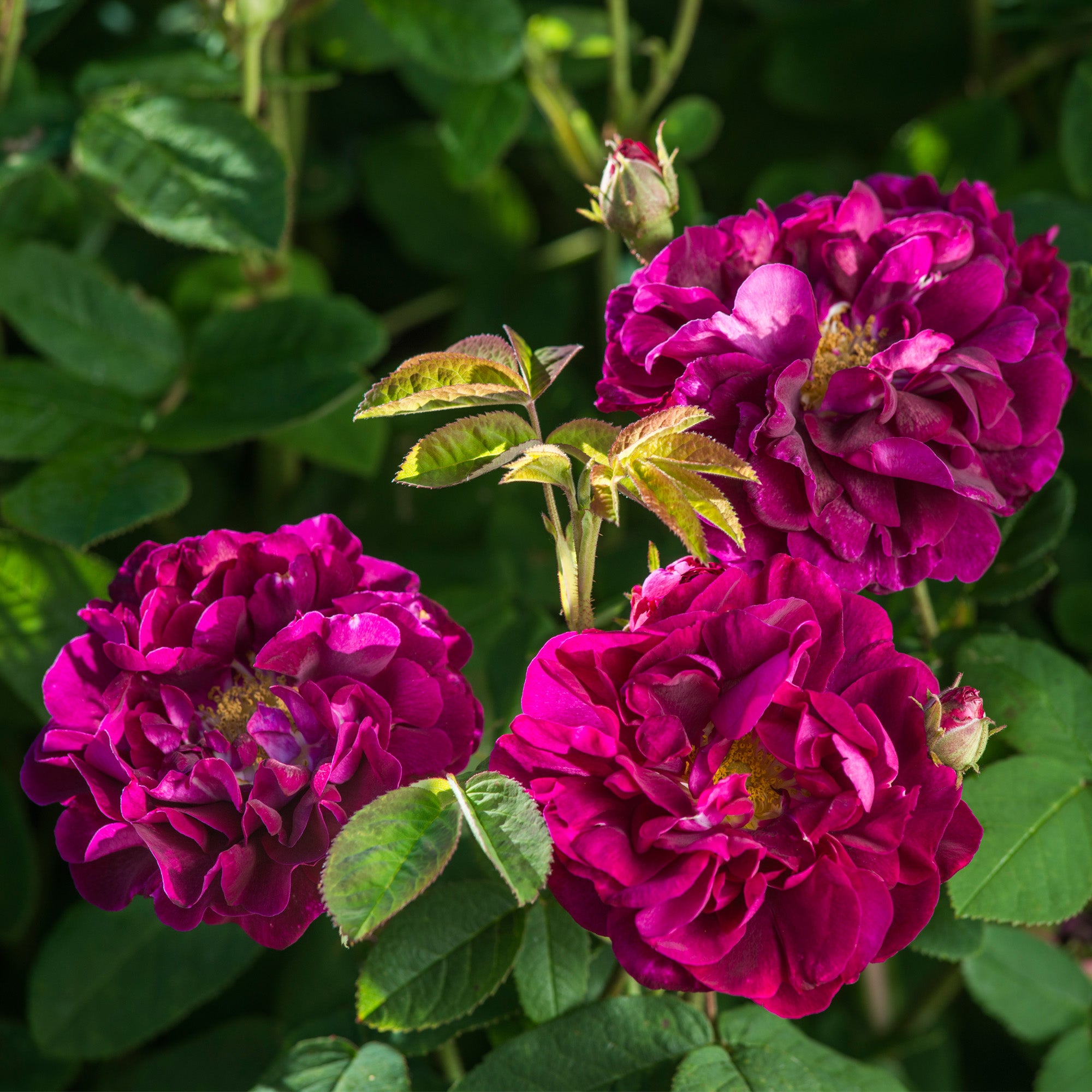 Beau Narcisse | Old Rose | David Austin Roses