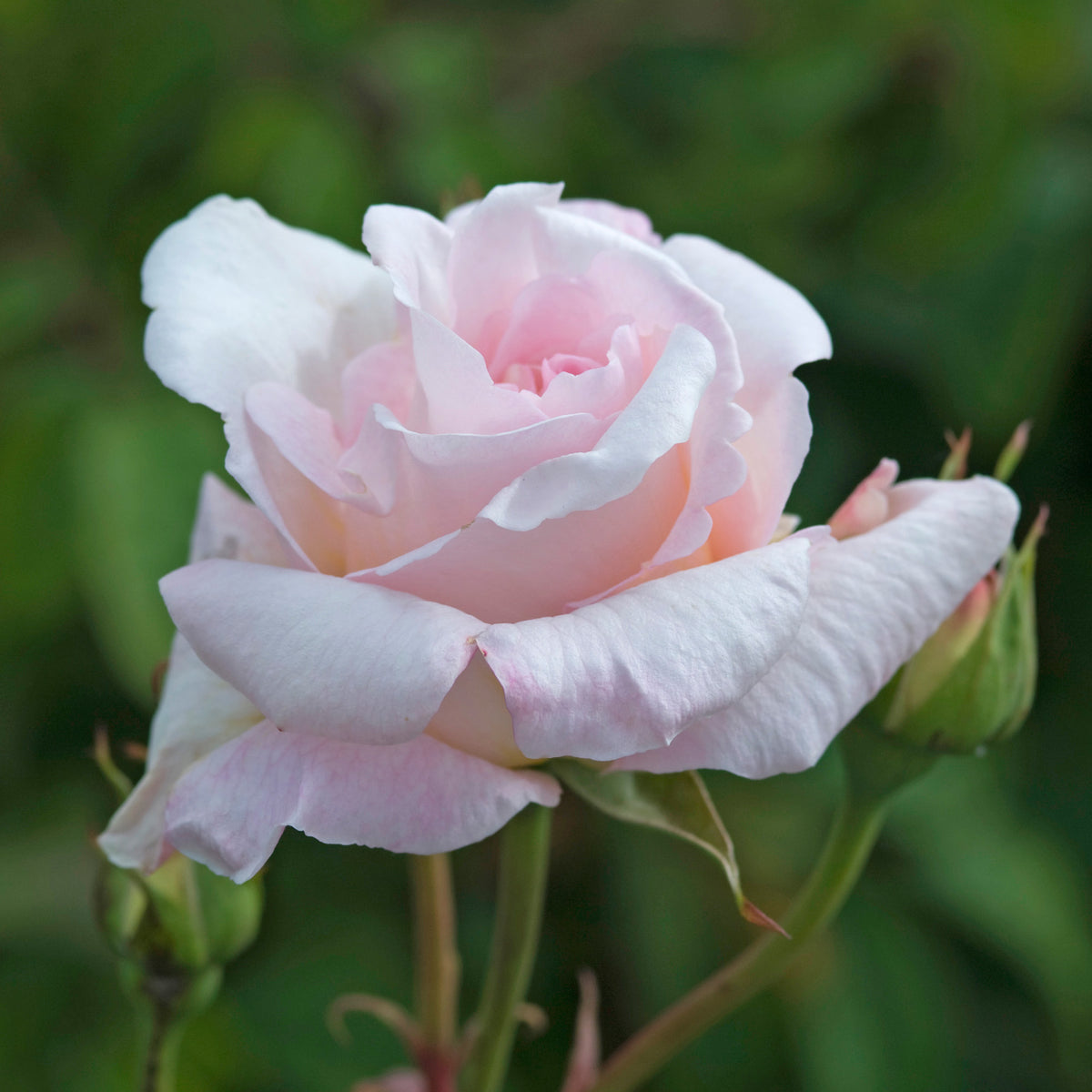 Lady Sylvia | Climbing Rose | David Austin Roses