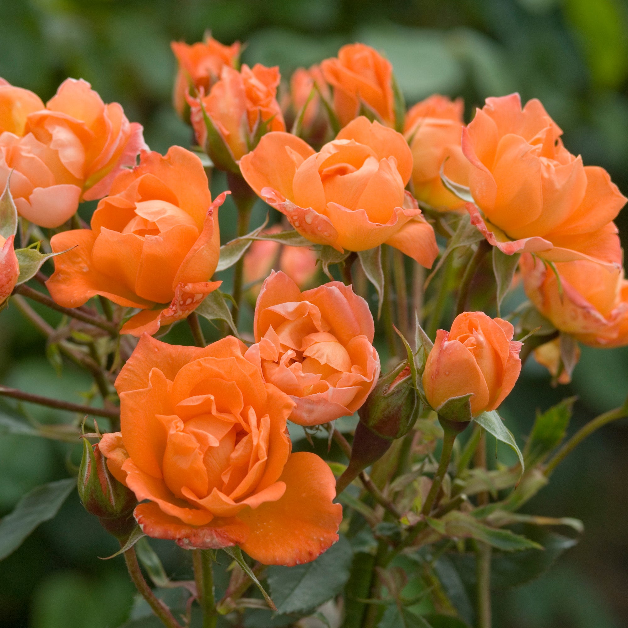 Wildfire Patio Rose David Austin Roses