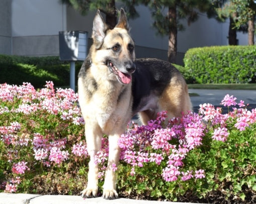 east coast german shepherd rescue