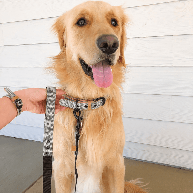 canine leashes and collars