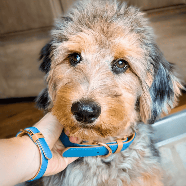 FRIENDSHIPCOLLAR Puppy Love Leather Dog Collar with Friendship Bracelet,  Large: 17 to 20-in neck, 1-in wide 