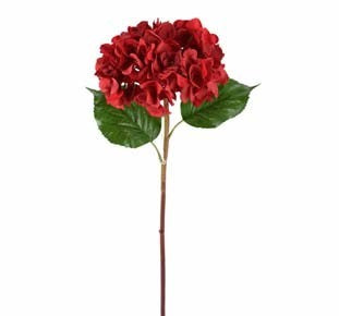 Hortensia Roja 24