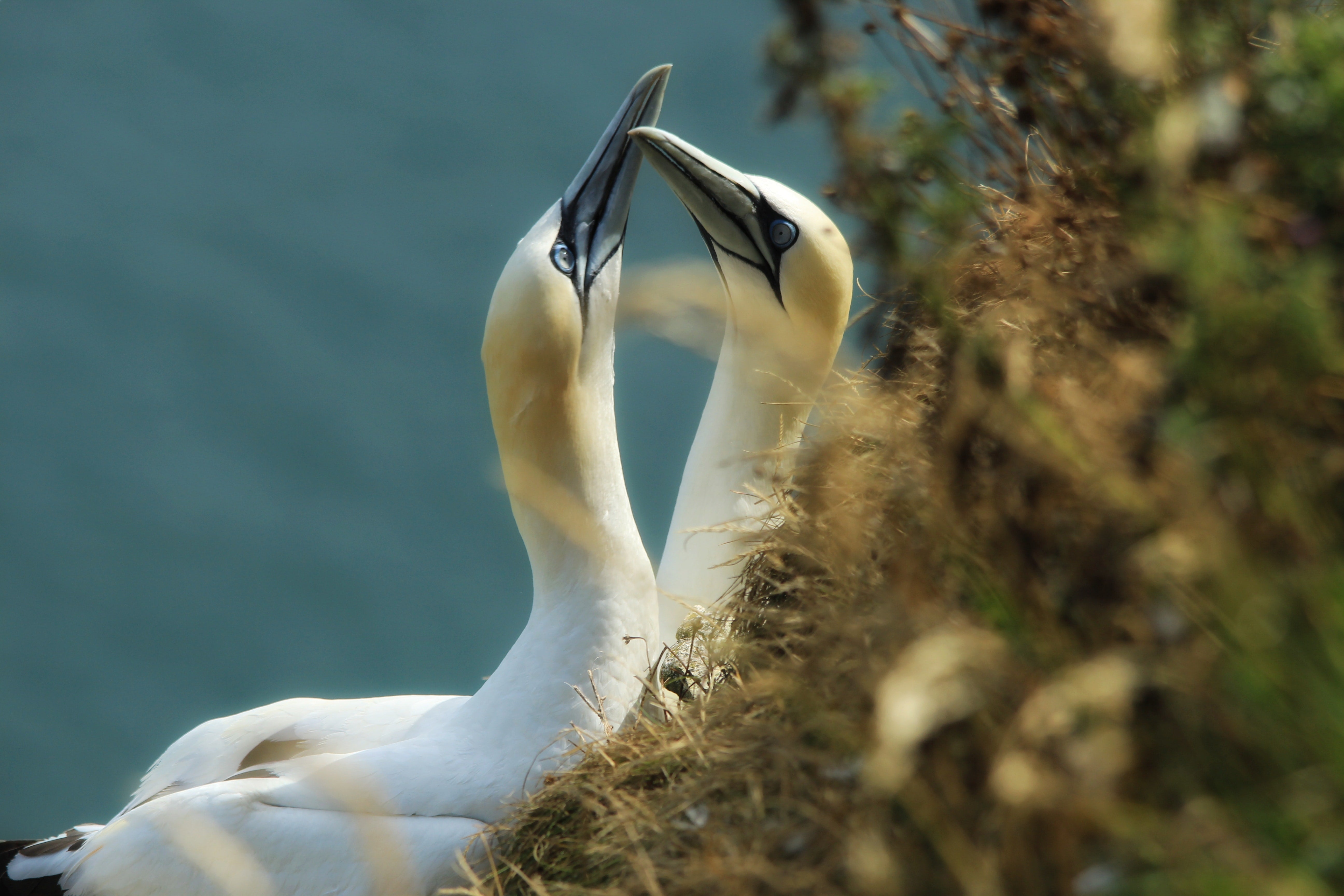 Gannets-Organico-New Zealand