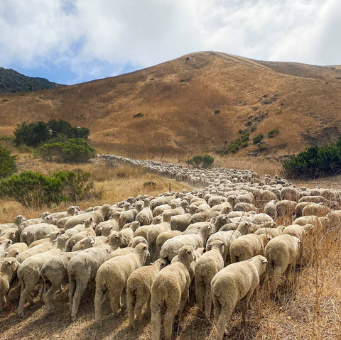 a herd of sheep walk through the hills